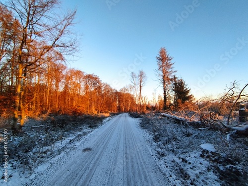 Winterwald mit Sonne 