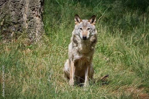 Europ  ischer Wolf   Canis lupus  .