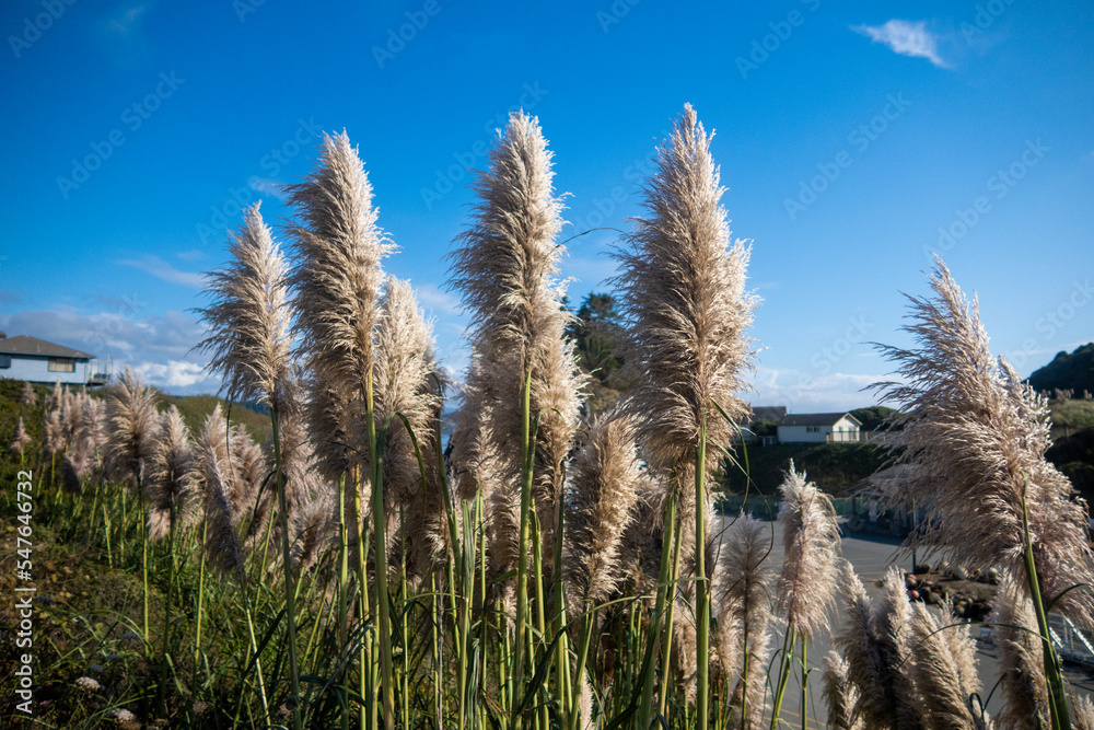 Fototapeta premium Invasive Decorative Pampas Grass growing in a Yard