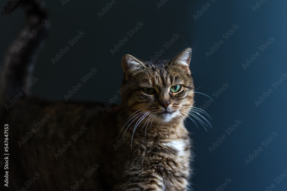 Portrait of a beautiful fluffy cat on dark background