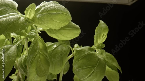 Fresh basil leaves on a dark ground background. Fresh leaves with rain or water drops.Studio shooting, movements filmed with a slider, macro photography.