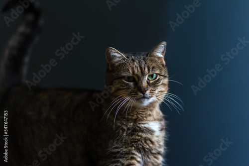 Portrait of a beautiful fluffy cat on dark background © Nataliya