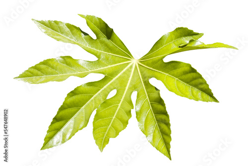 Fatsia Japonica a green leaf semi evergreen shrub commonly known as castor oil plant, png stock photo file cut out and isolated on a transparent background photo