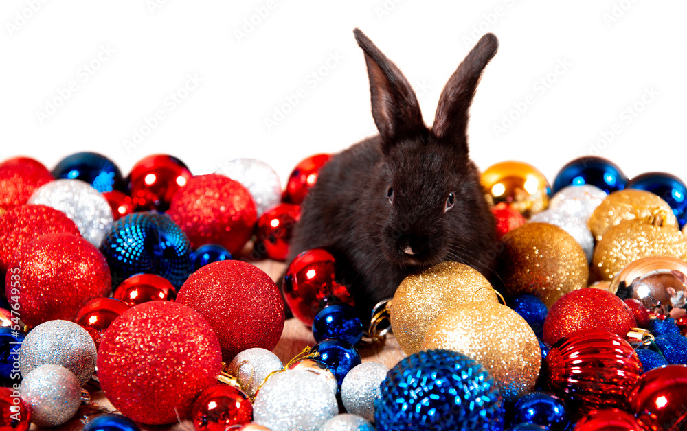 Black rabbit sits among red, blue and white Christmas balls isolated on white background. Hare is the symbol for 2023 according to the eastern calendar. New Year holiday gift. Colors of country flags Black rabbit sits among red, blue and white Christmas balls isolated on white background. Hare is the symbol for 2023 according to the eastern calendar. New Year holiday gift. Colors of country flags