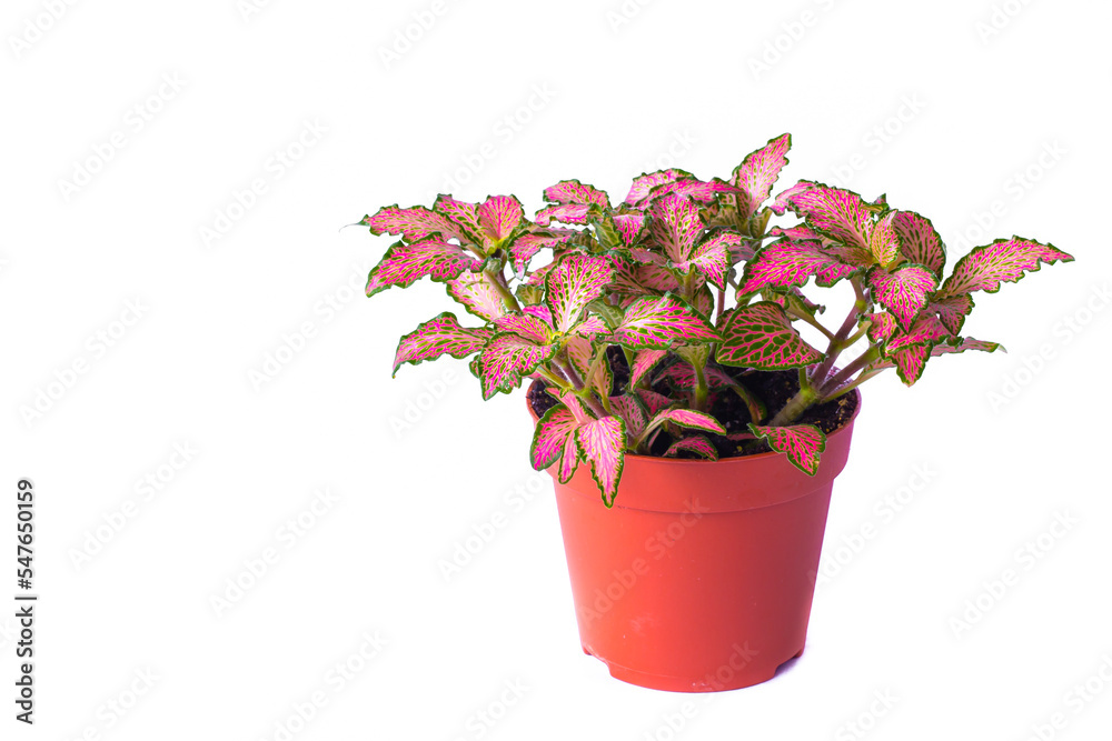 Little plant in plastic pot isolated on white background. Space for add text. Concept Energy saving in pot plant.