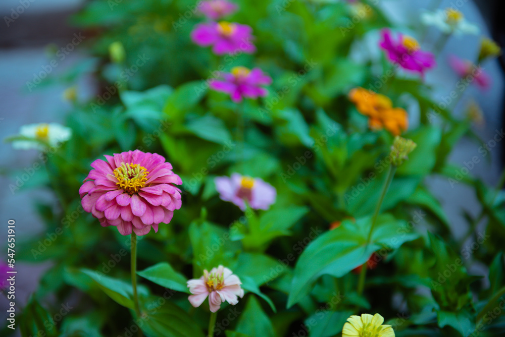 pink and yellow flowers pink and yellow flowers