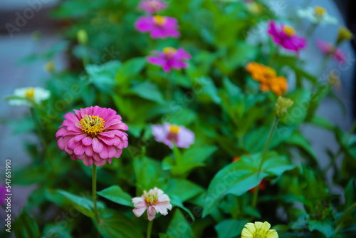 pink and yellow flowers