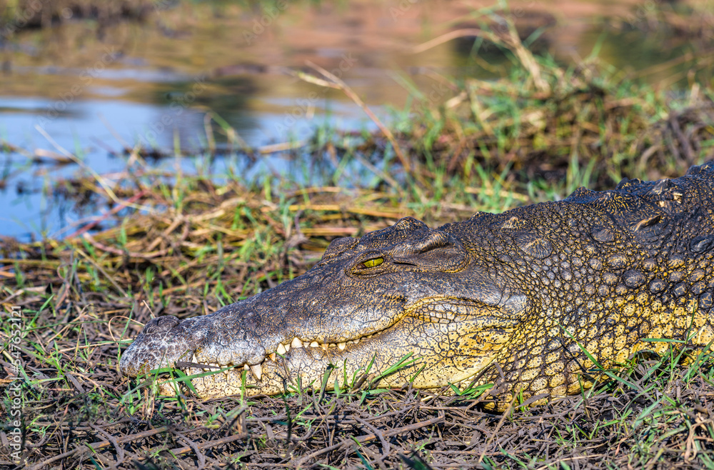 Obraz premium Crocodile at Chobe Riverfront, Kasane, Botswana