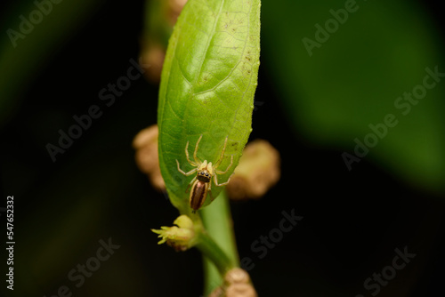 Spider climbing on the leaf. Macro single shot using Raynox DCR-250. 