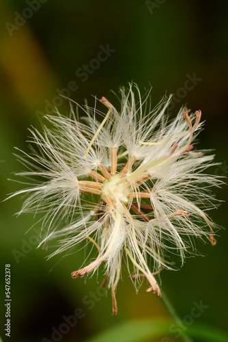 Dandelion flower in the park. Macro single shot using Raynox DCR-250. 