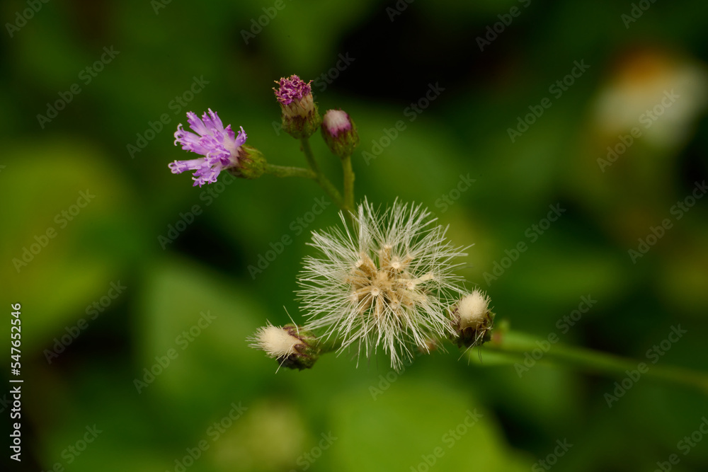 Dandelion flower in the park. Macro single shot using Raynox DCR-250. Dandelion flower in the park. Macro single shot using Raynox DCR-250.