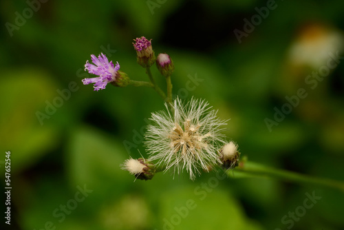 Dandelion flower in the park. Macro single shot using Raynox DCR-250. 