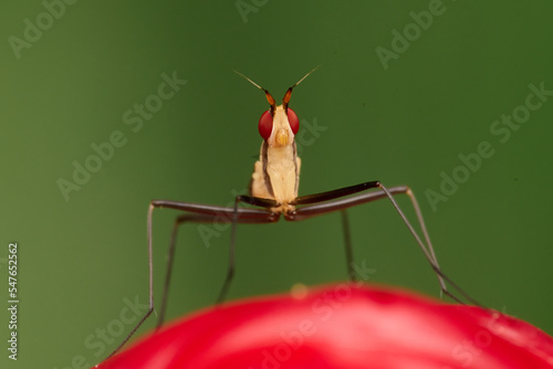 Red eyes insect in the park. Macro single shot using Raynox DCR-250. 