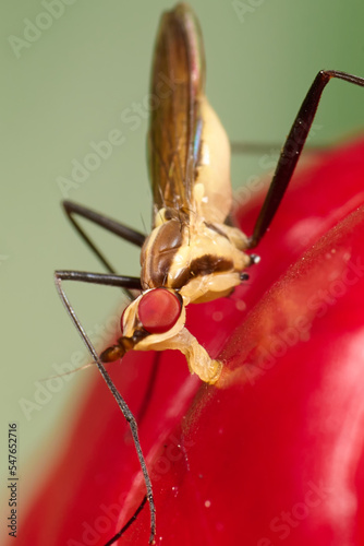 Red eyes insect in the park. Macro single shot using Raynox DCR-250. 