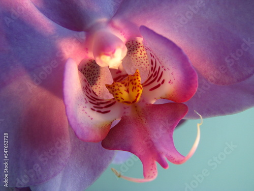 Pink orchid flower closeup
