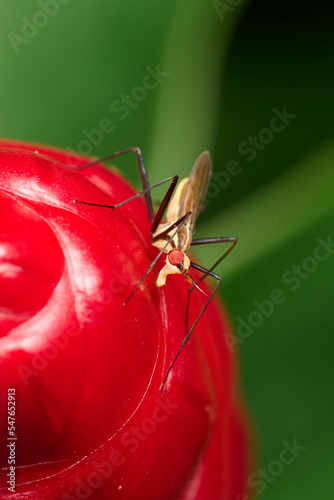 Red eyes insect in the park. Macro single shot using Raynox DCR-250. 