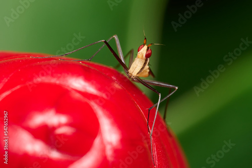 Red eyes insect in the park. Macro single shot using Raynox DCR-250. 