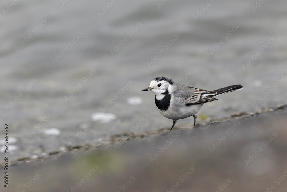 Grey wagtail Motacilla alba in close view ont the Rhine, France Grey wagtail Motacilla alba in close view ont the Rhine, France