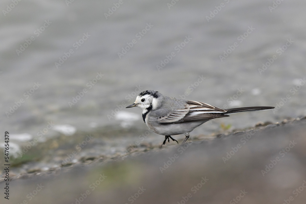 Grey wagtail Motacilla alba in close view ont the Rhine, France Grey wagtail Motacilla alba in close view ont the Rhine, France