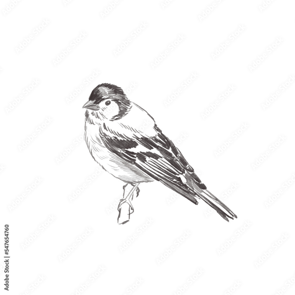 Fototapeta premium Line art pencil sketch of forest bird Chafinch
