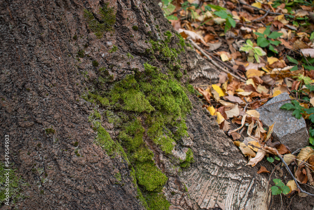 moss on tree moss on tree