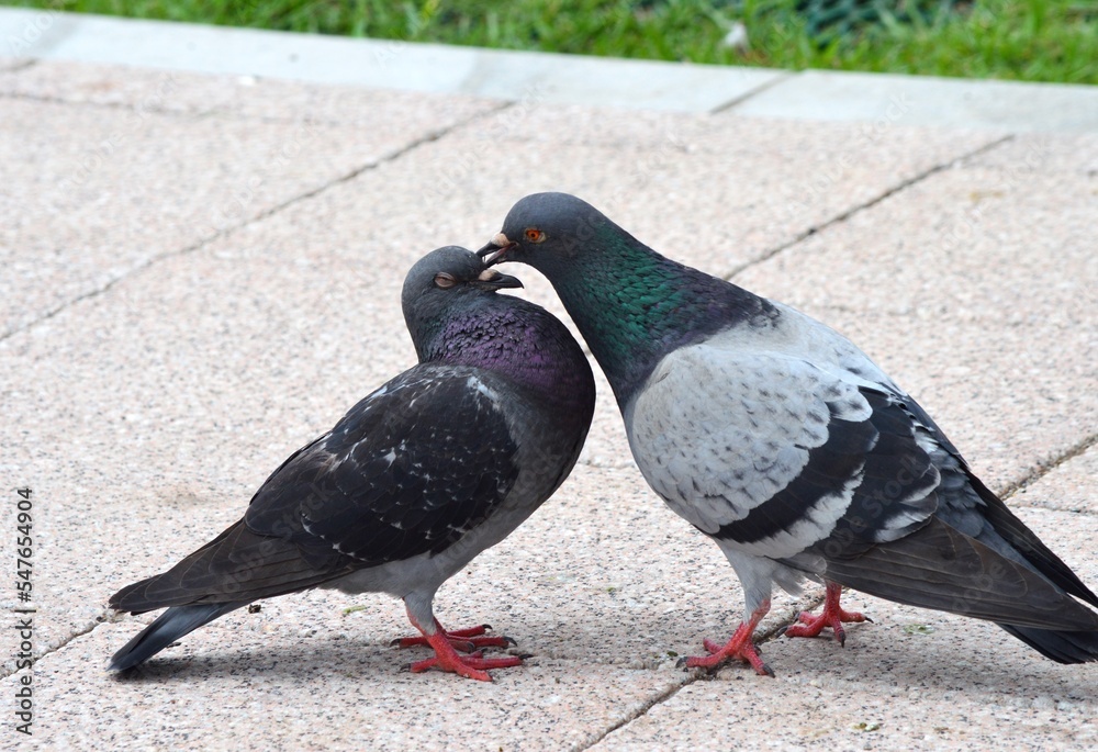 Obraz premium 鳩の求愛行動
