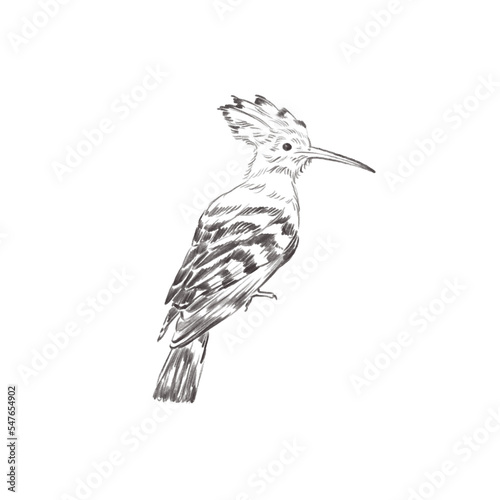 Line art pencil sketch of forest bird Hoopoe