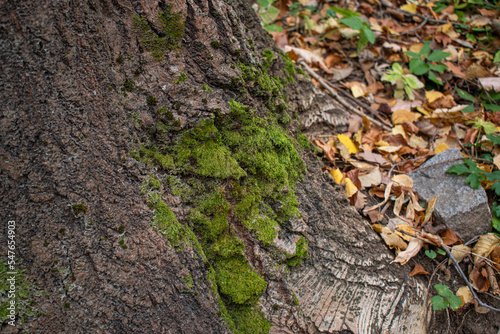 moss on tree