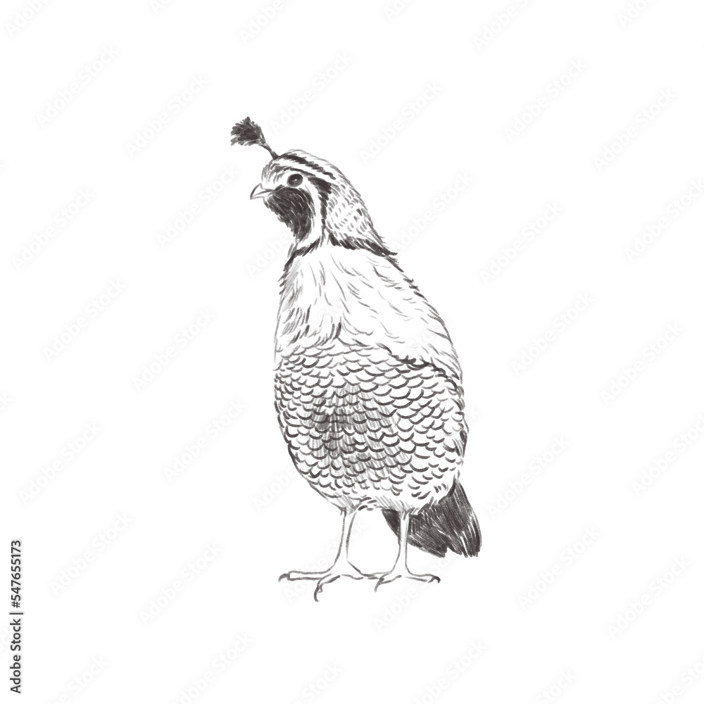 Line art pencil sketch of forest bird Quail Bird Stock Illustration