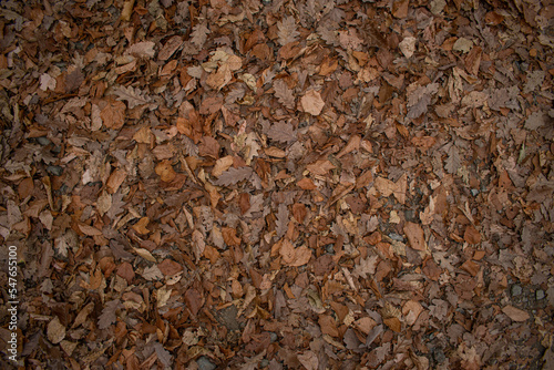 texture of a surface covered with leafs