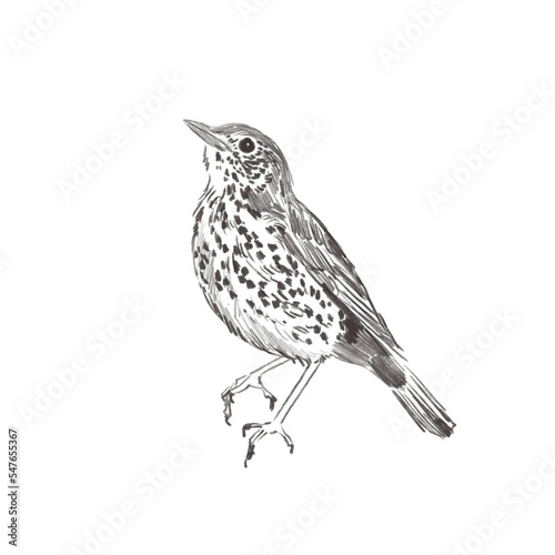 Line art pencil sketch of forest bird Thrush