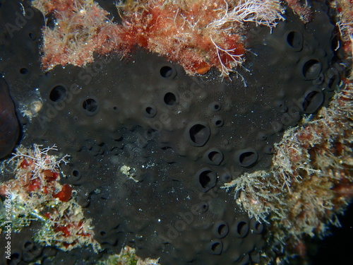 Black leather sponge (Sarcotragus spinosulus) close-up undersea, Aegean Sea, Greece, Halkidiki
 photo