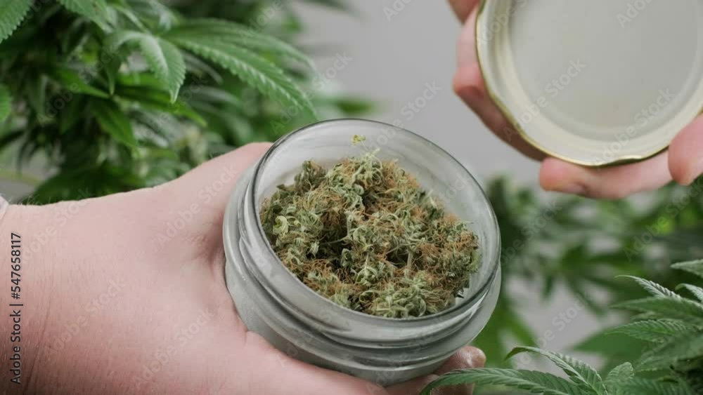 Cannabis plant cultivation. Researching cannabis for use in medicine, collecting data. Hemp Oil Research. Marijuana production. Cannabis plant cultivation. Researching cannabis for use in medicine, collecting data. Hemp Oil Research. Marijuana production.