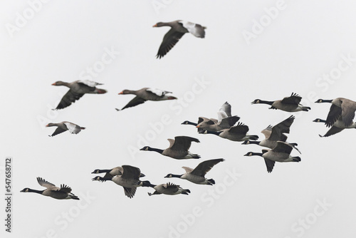 Grey-lag goose Anser anser wintering on the Rhine, France © denis