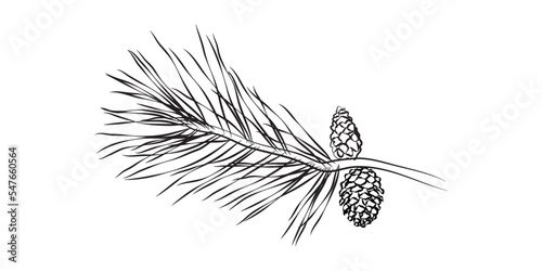 Christmas vector pine branch, pine cones, evergreen set, holiday decorations