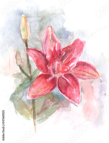 watercolor drawing of bright pink lily