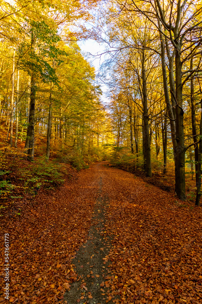 Spaziergang durch den herrlichen Sonnenschein an einen Herbsttag bei Steinbach-Hallenberg - Thüringen - Deutschland