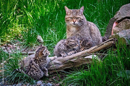 Photography Europäische Wildkatze oder Waldkatze ( Felis silvestris ).
