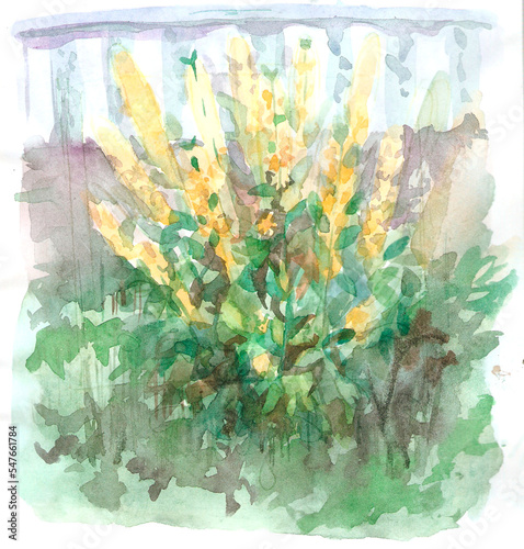watercolor drawing of yellow flowers in the garden of the colo house