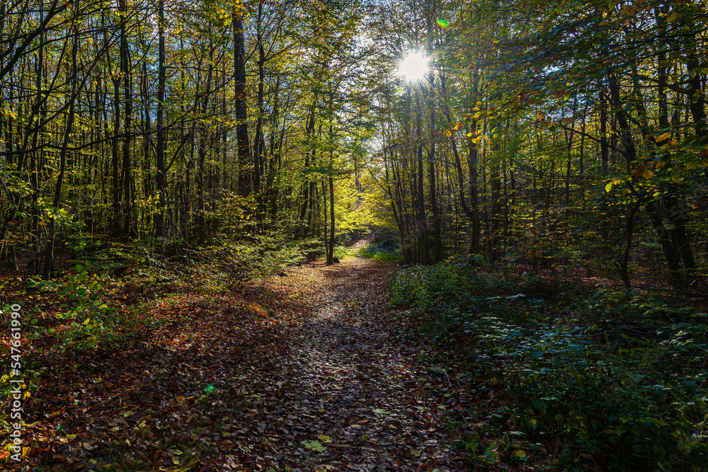 Herbstwald