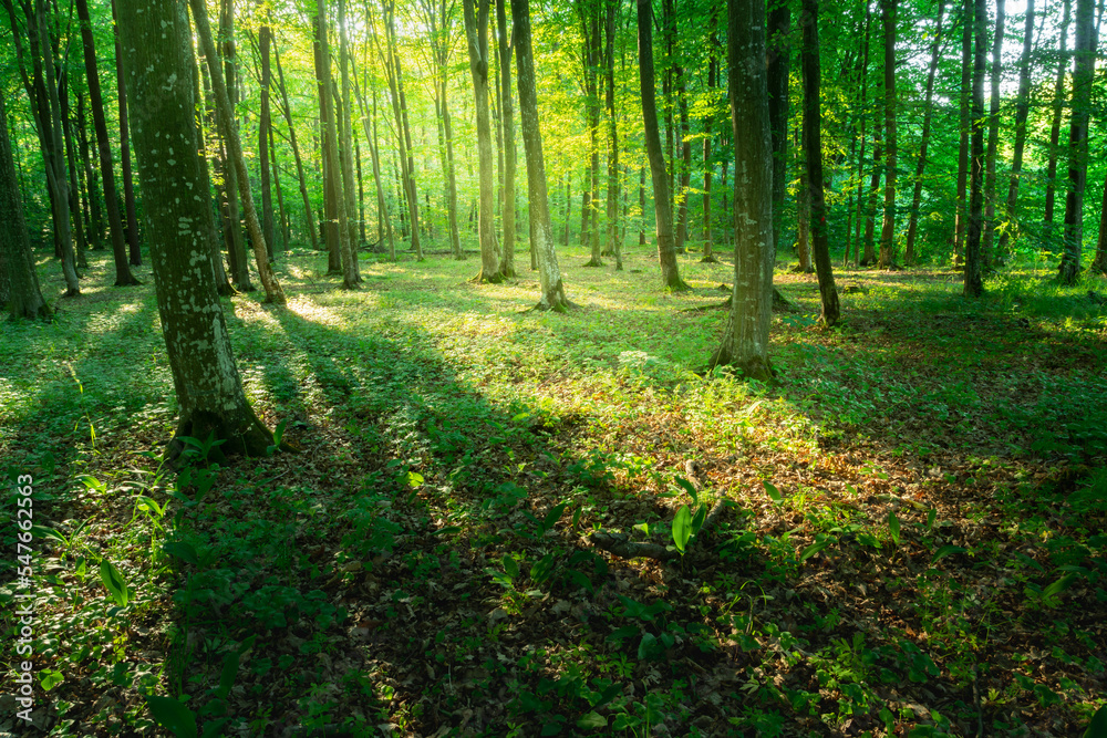 Fototapeta premium Sunlight and shadows in a green forest