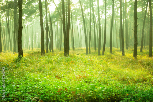 Beautiful yellow-green misty forest Borek, Chelm, Poland