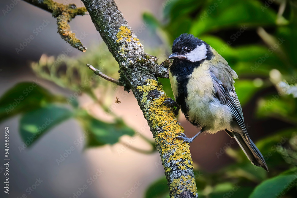 Obraz premium Kohlmeise ( Parus major ).