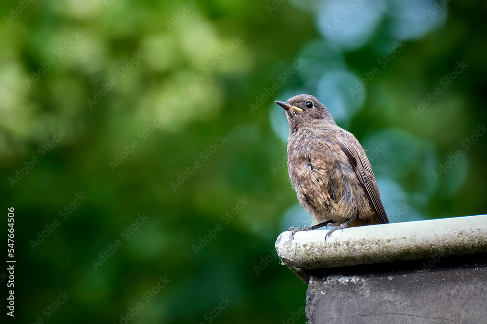 Naklejka premium Hausrotschwanz ( Phoenicurus ochruros ).