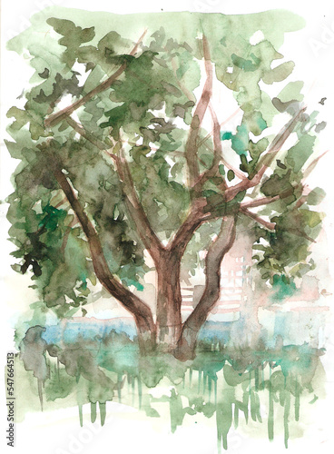watercolor drawing of a green tree in the yard