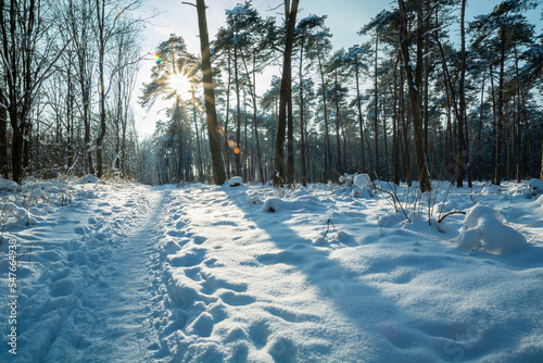 A path towards the sun in a snowy forest