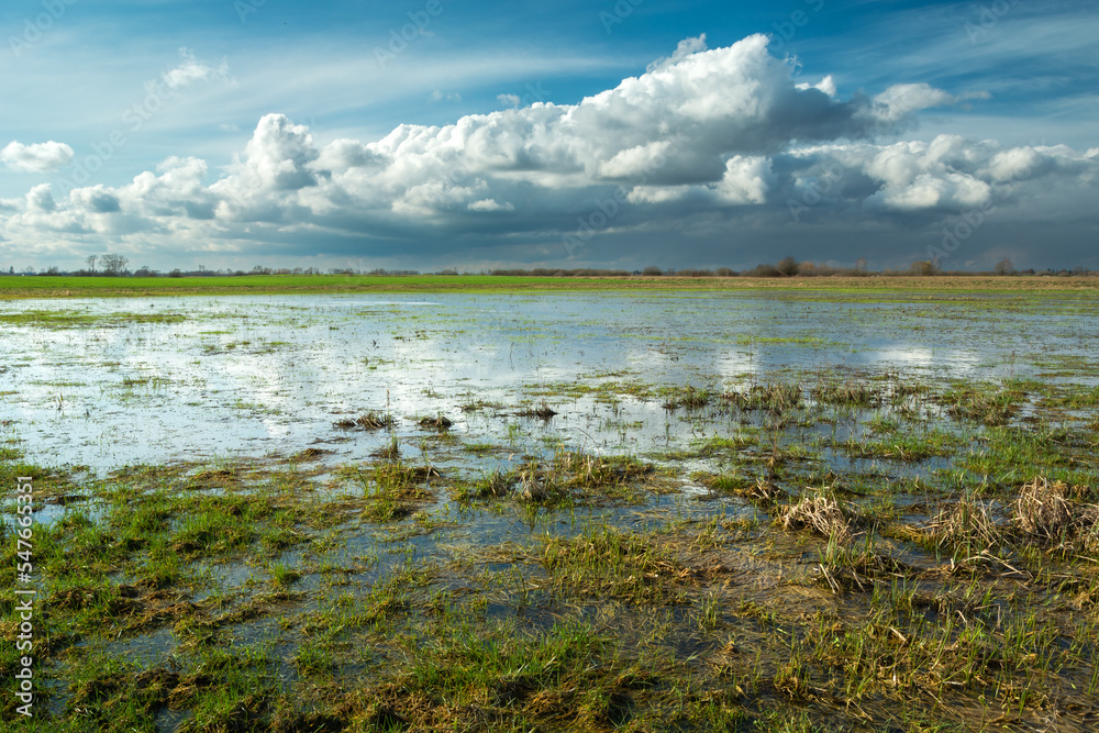 Wet meadow after a downpour, spring landscape in Poland