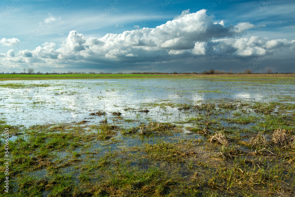 Wet meadow after a downpour, spring landscape in Poland Wet meadow after a downpour, spring landscape in Poland