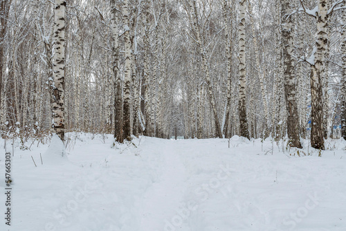 Empty, with fallen leaves, white birch grove. Fresh snow has just fallen. Trees stand in straight rows. There is footpath in the snow.