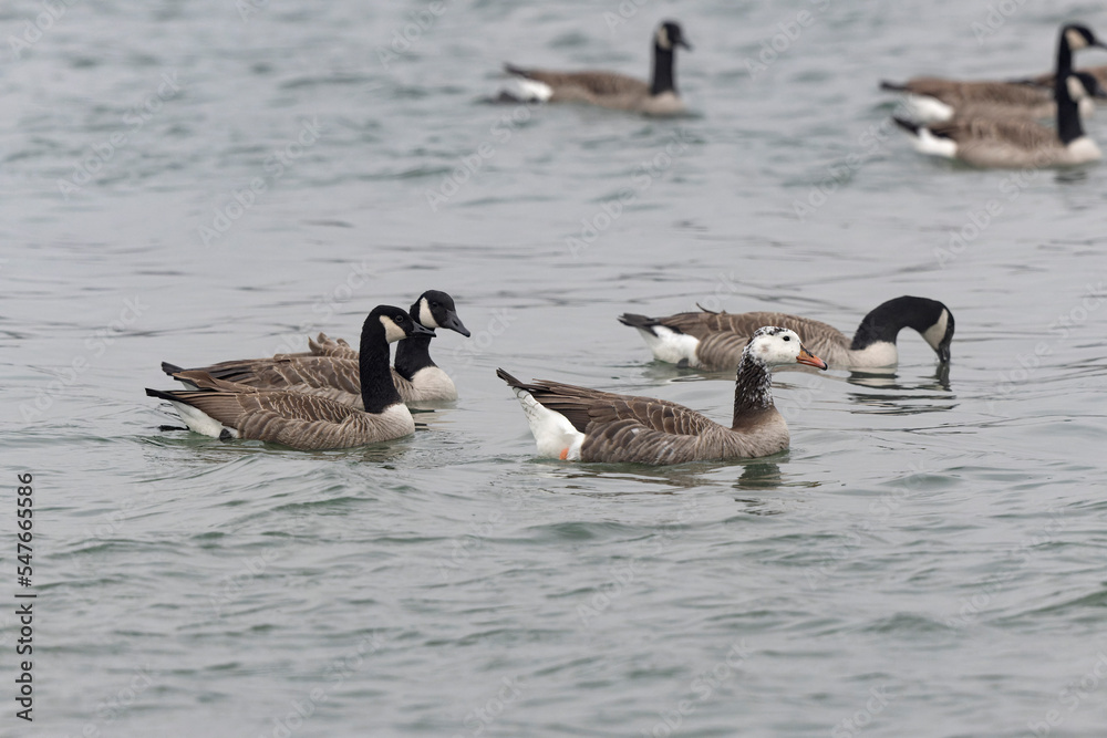 Fototapeta premium Hybrid between a Canada goose and a Greylag Goose wintering on the Rhine, France